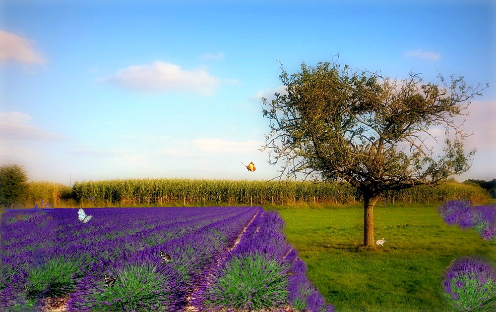 Ma campagne .... Quelque part en Provence