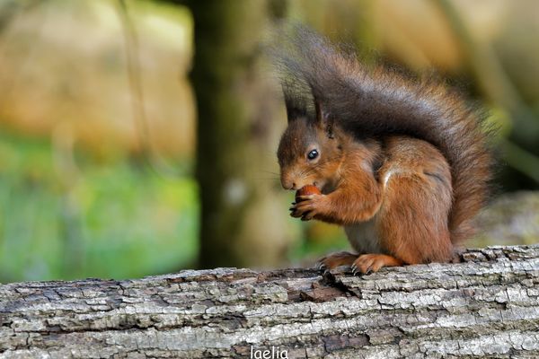 ma chipette qui mue en ce moment 