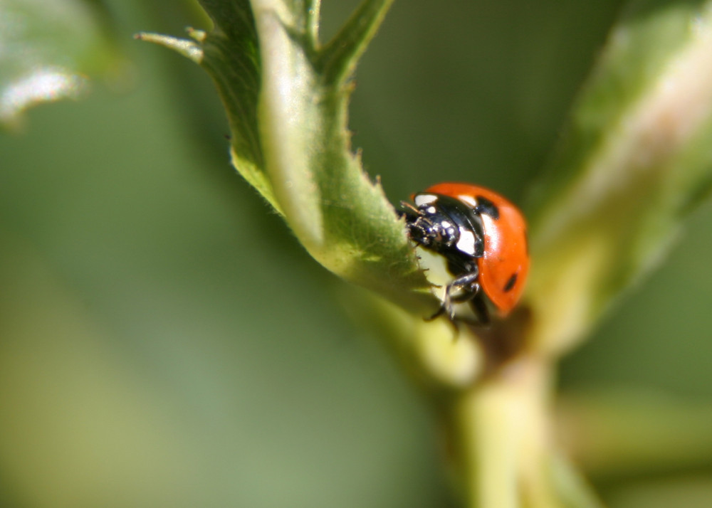 ma coccinelle