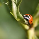 ma coccinelle