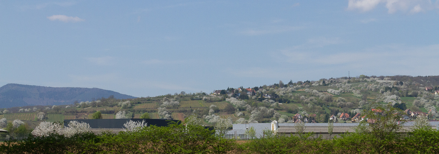 Ma colline en fleurs