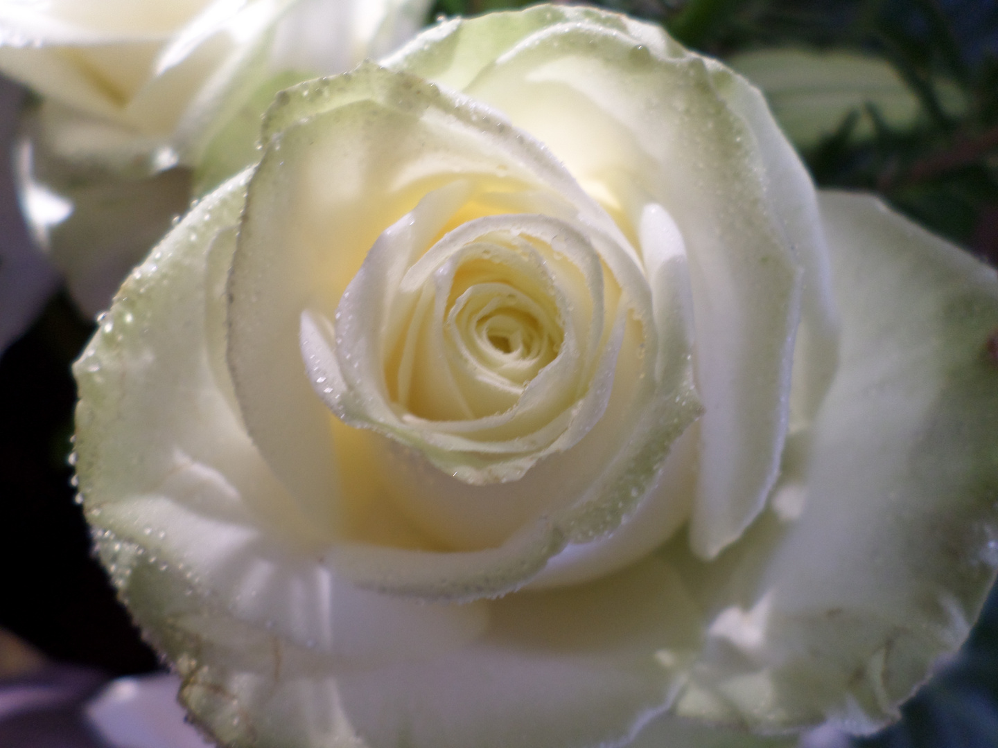 Ma composition florale "Rose Blanche avec la rosée du matin" de Rosalie