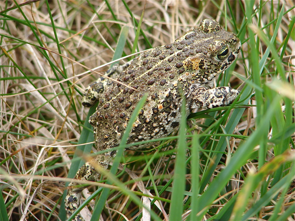 Ma copine la grenouille !