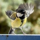 Ma copine la Mésange Charbonnière ce matin 