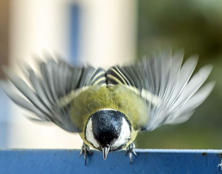 Ma copine la Mésange Charbonnière ce matin 