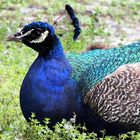 Ma deuxième photo du concours "gallinacés"