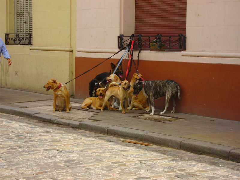 ma dove è finito il nostro dog sitter????