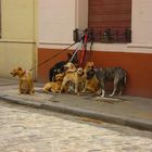 ma dove è finito il nostro dog sitter????