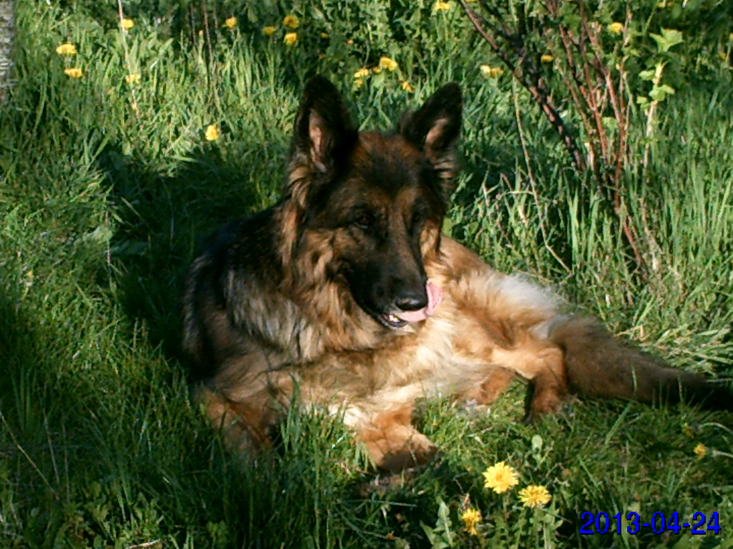 ma femelle berger allemand long poile