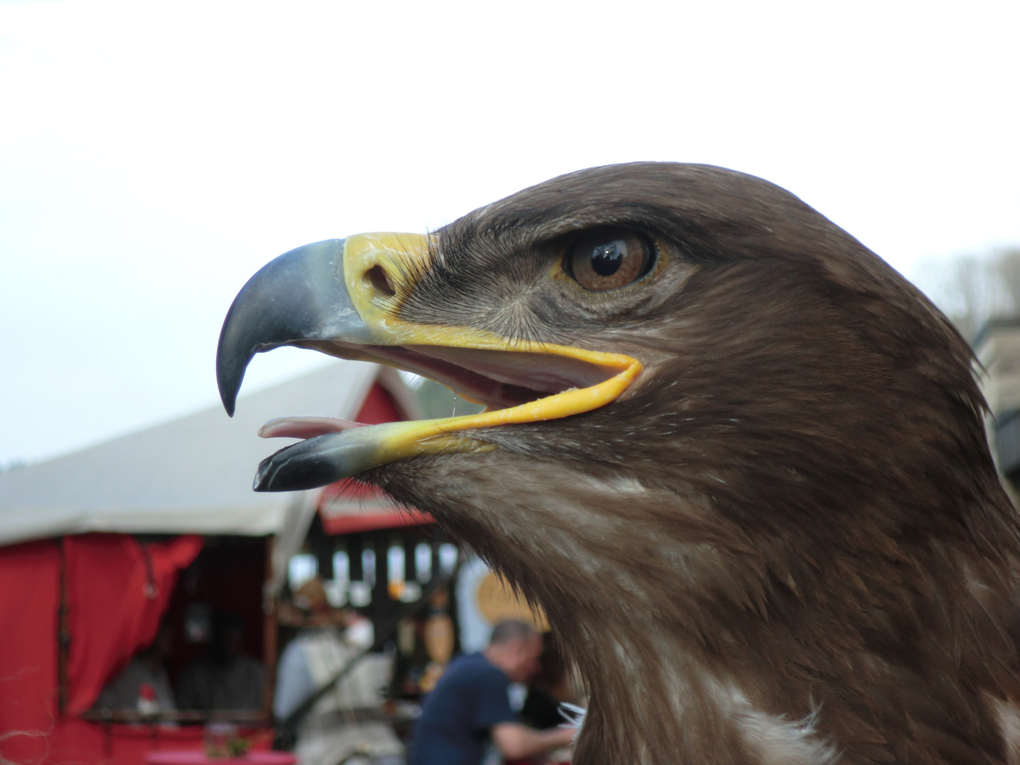 MA Fest - Vellberg 2017 - Falknerei Bielriet - Adler 