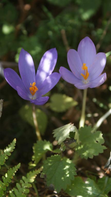 ma fleur de montagne