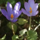 ma fleur de montagne