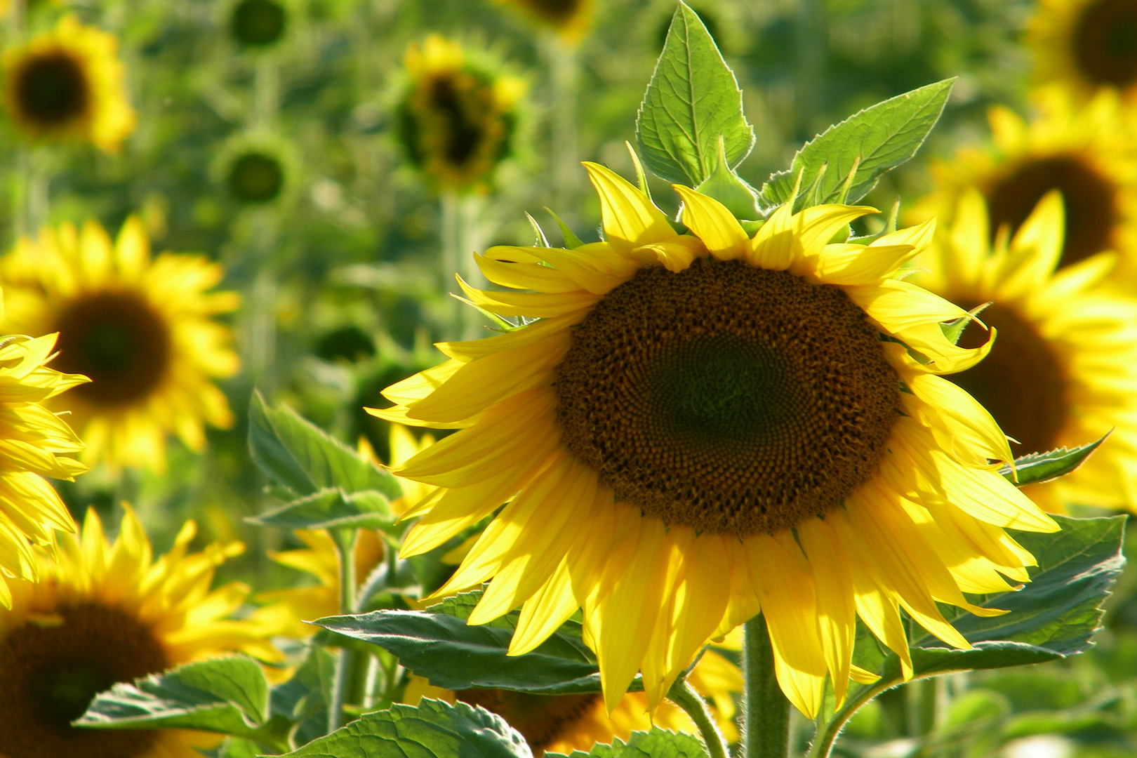 Ma fleur de soleil