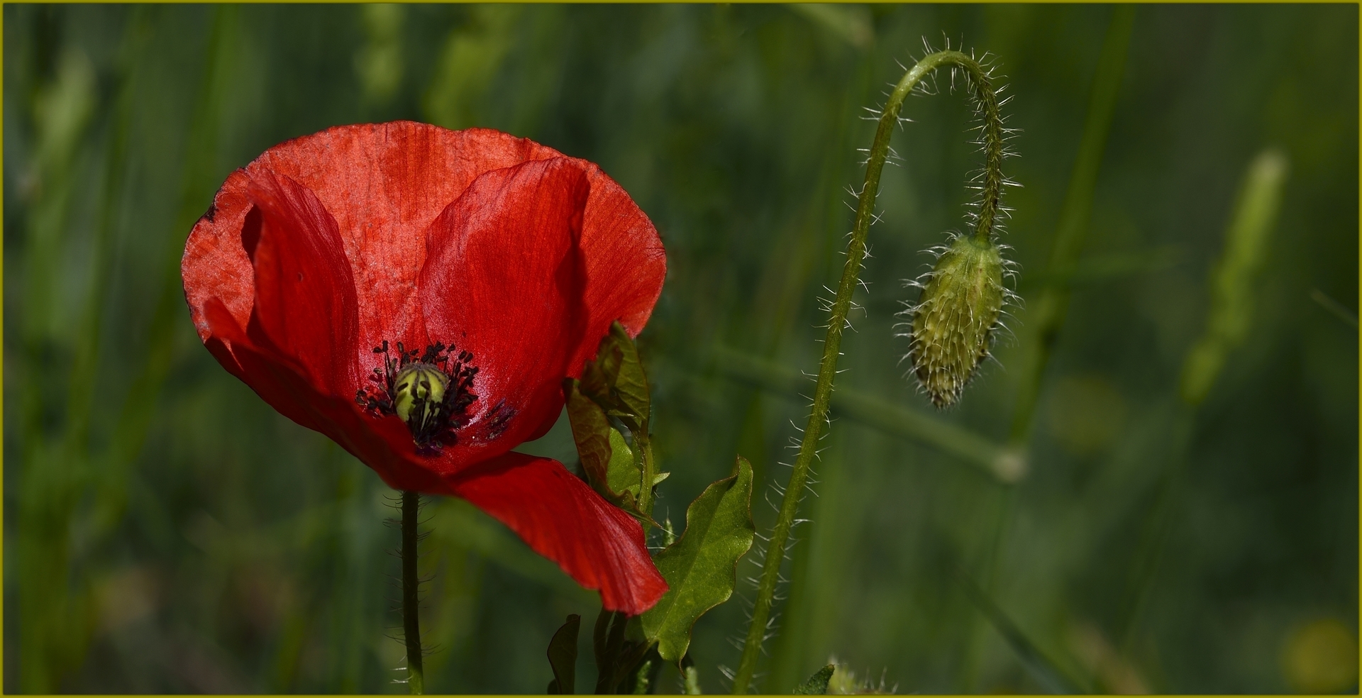 Ma fleur des champs préférée...