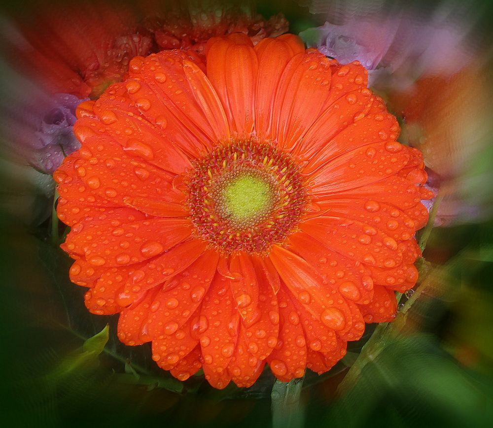 Ma fleur du jour photo et image les saisons, printemps, fleurs