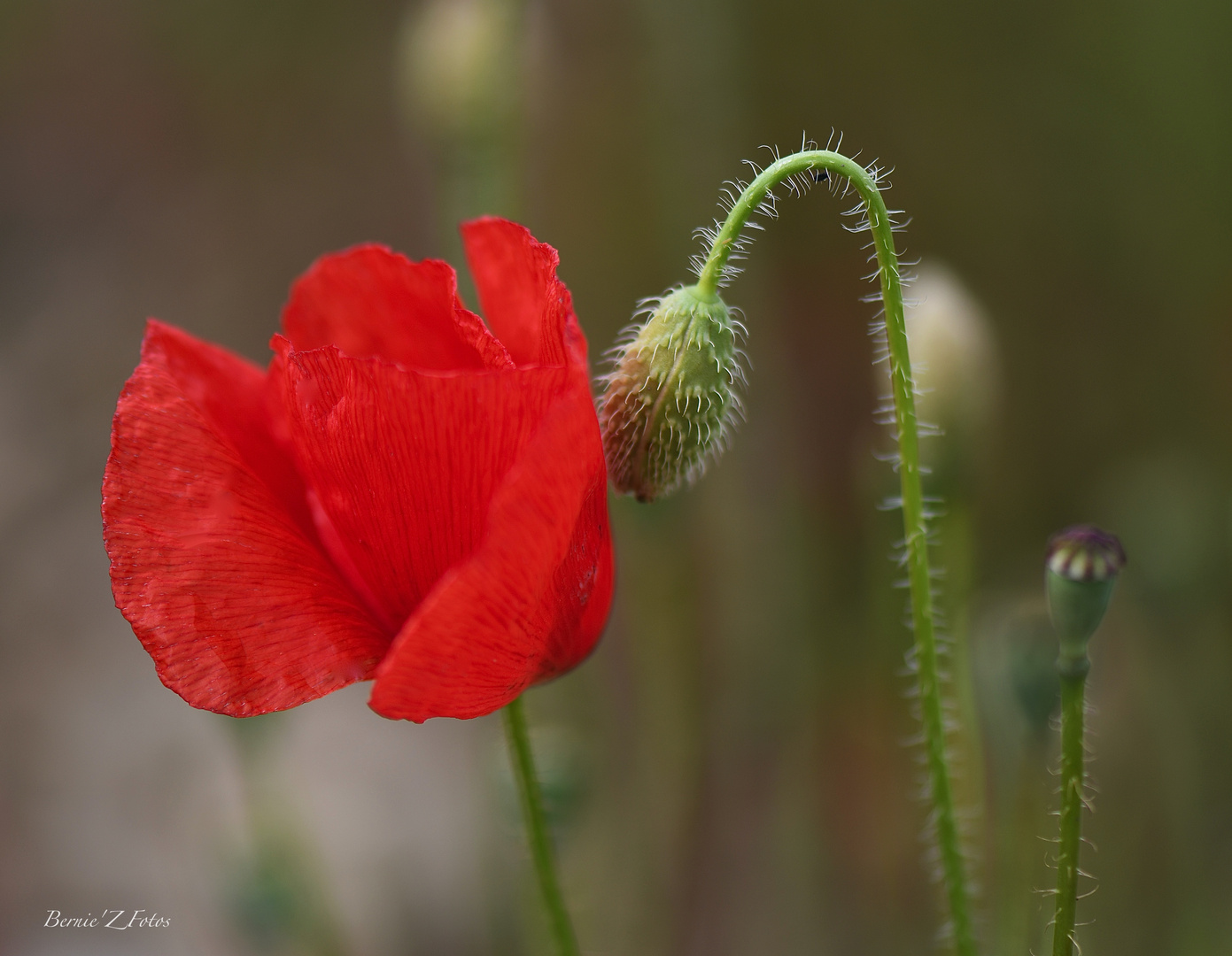 Ma fleur préférée