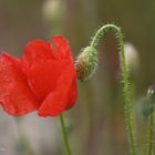 Ma fleur préférée