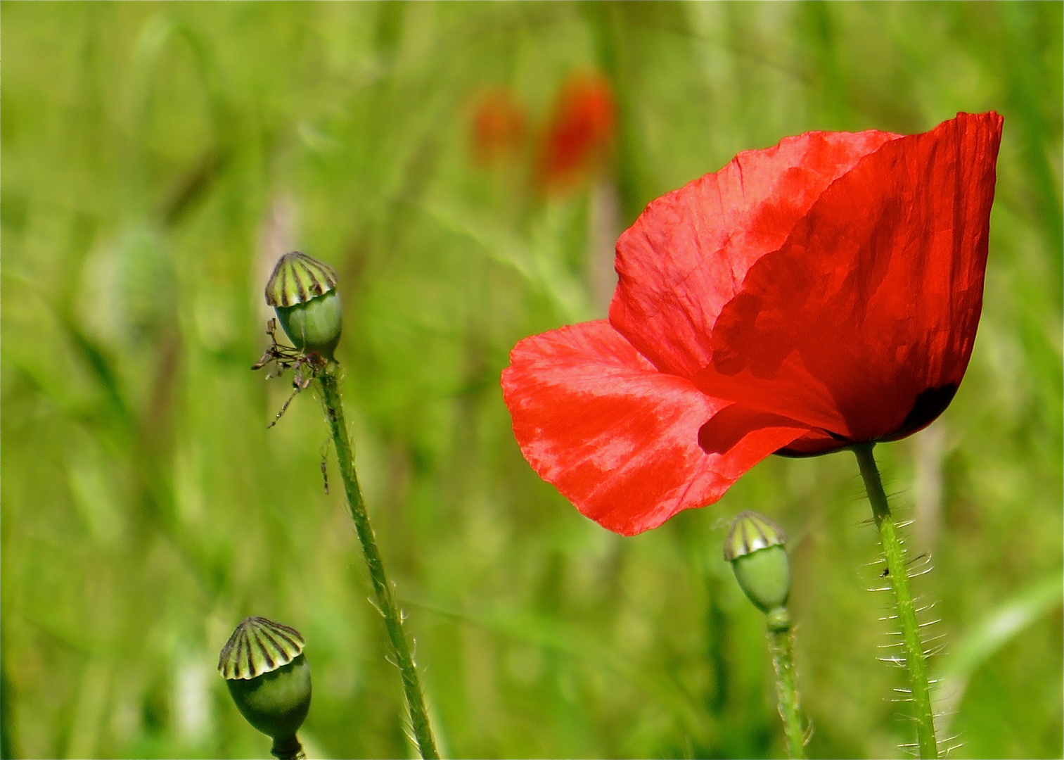 ...ma fleur préférer !!!...