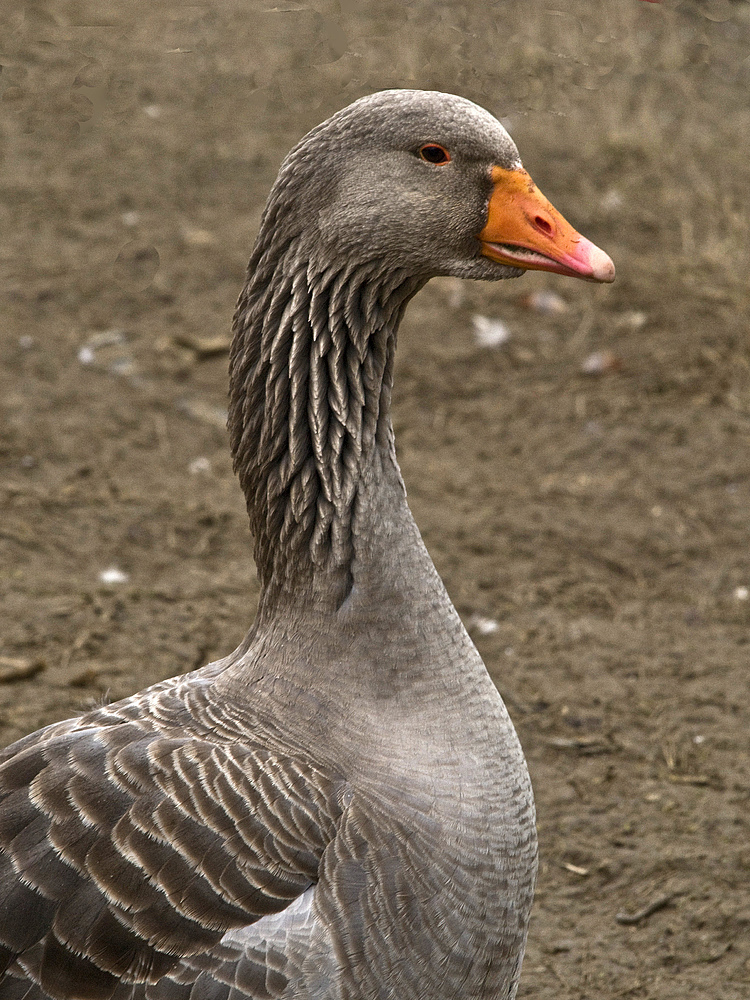 Ma f’oie,….cette f’oie,…une vraie oie…. !! -- Aber diesmal, eine echte Gans… !!