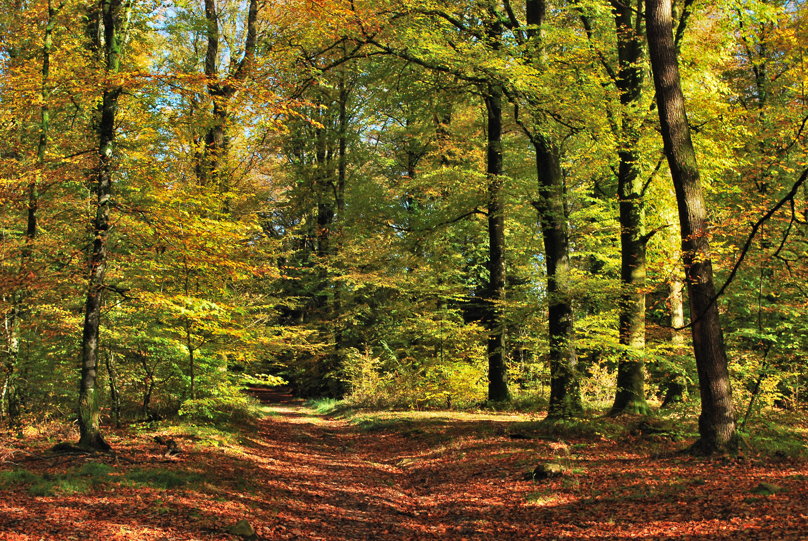 Ma forêt en automne