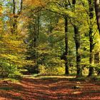 Ma forêt en automne