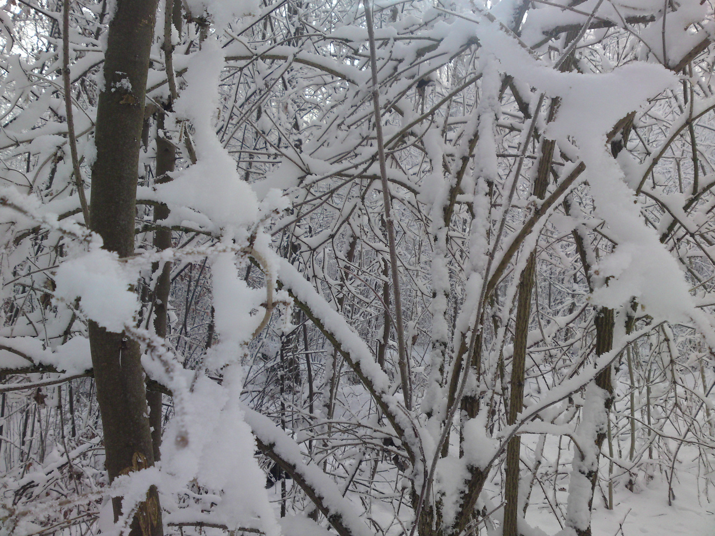 Ma forêt en hiver
