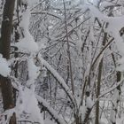 Ma forêt en hiver
