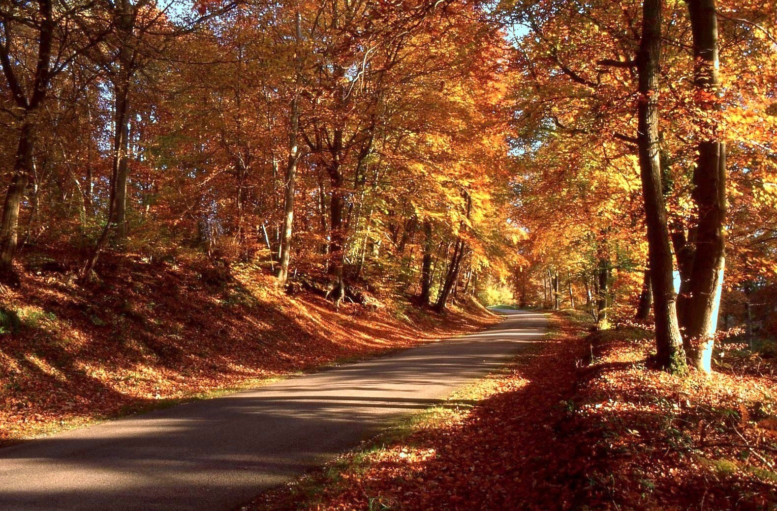 Ma forêt pour vous