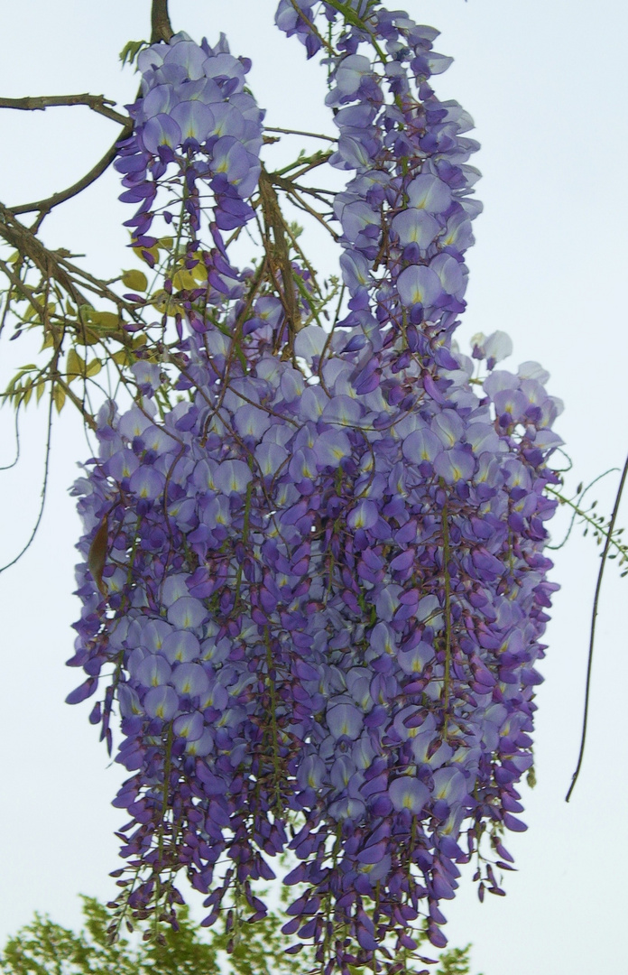 Ma glycine