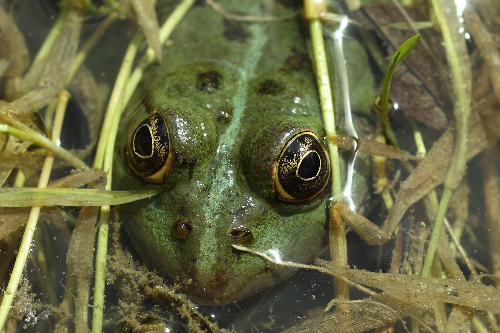 Ma grenouille aux yeux d' or