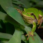 ma guarda chi c'è in giardino