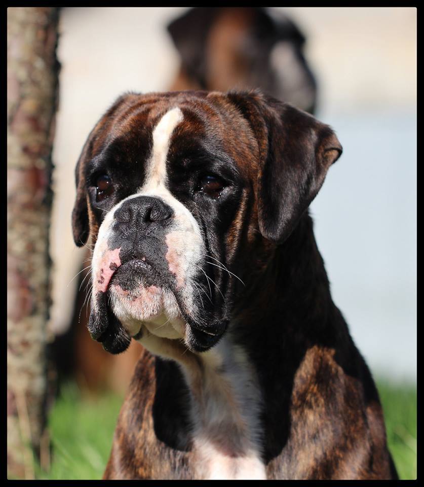 ma gueule d amour , ma gauloise