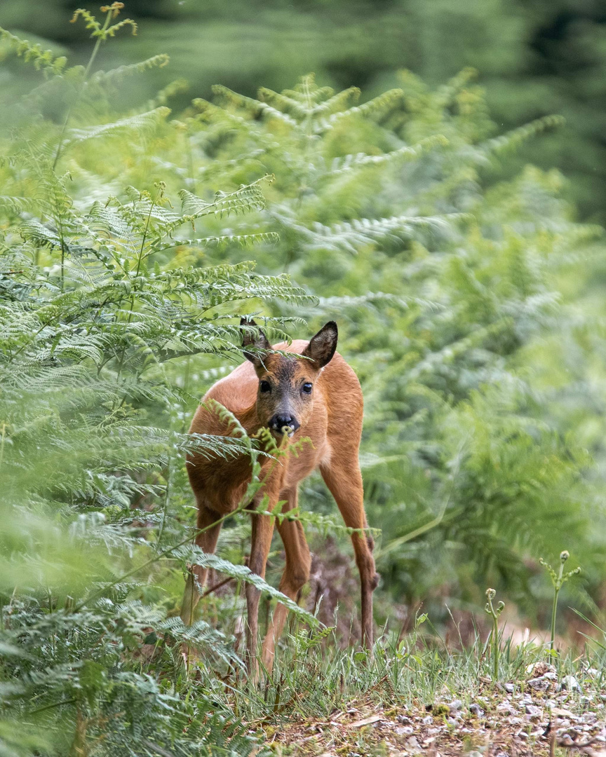 Ma jolie