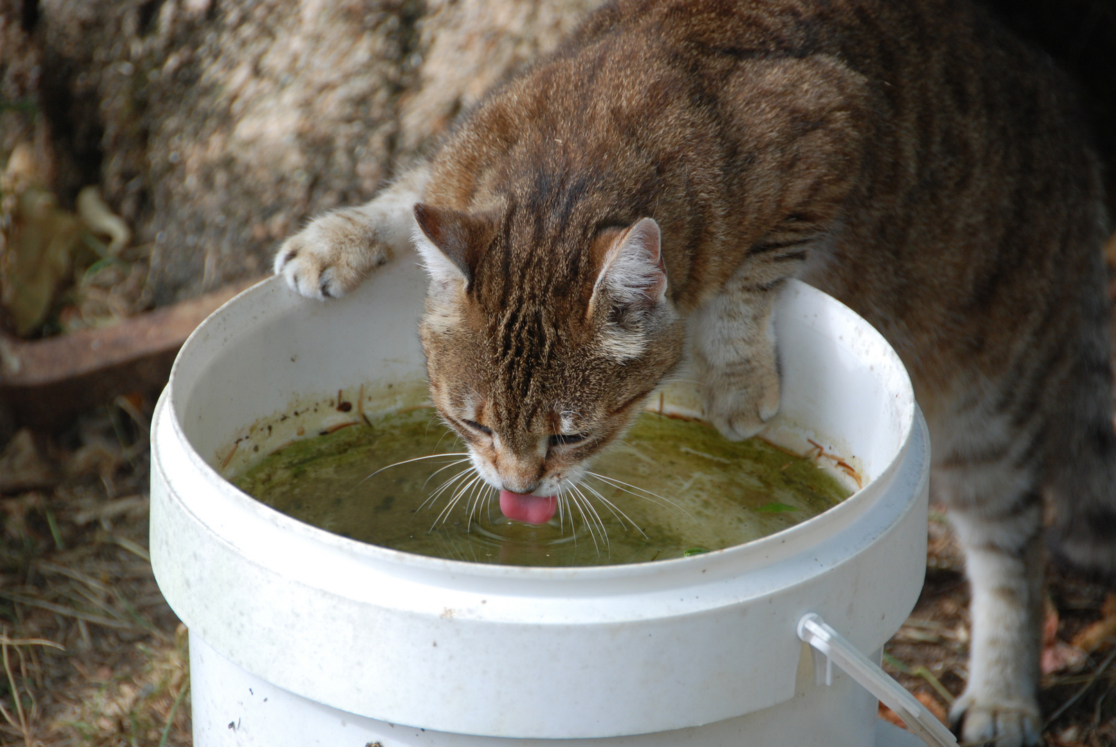 ma langue au chat !