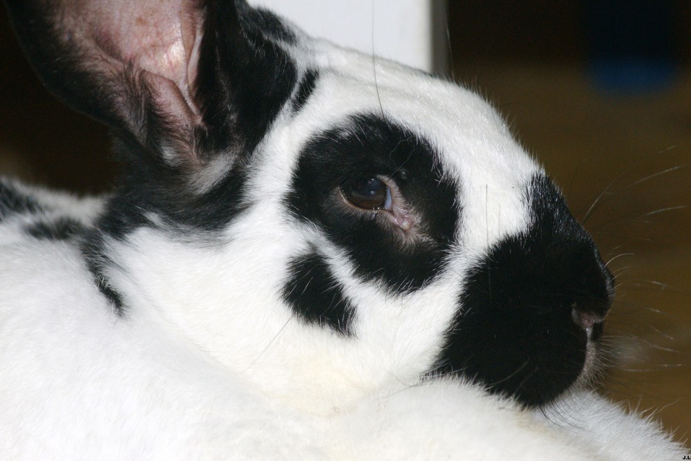 MA LAPINE PAPILLON DOMESTIQUE