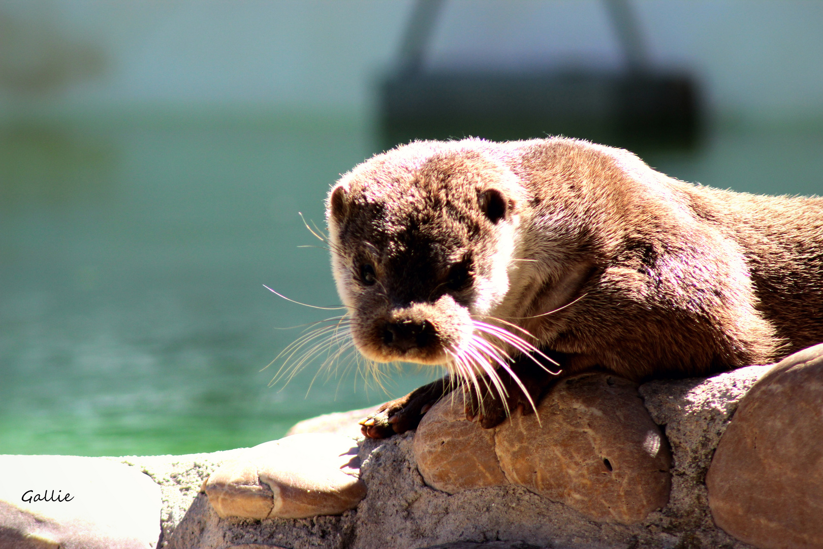 Ma loutre à moi