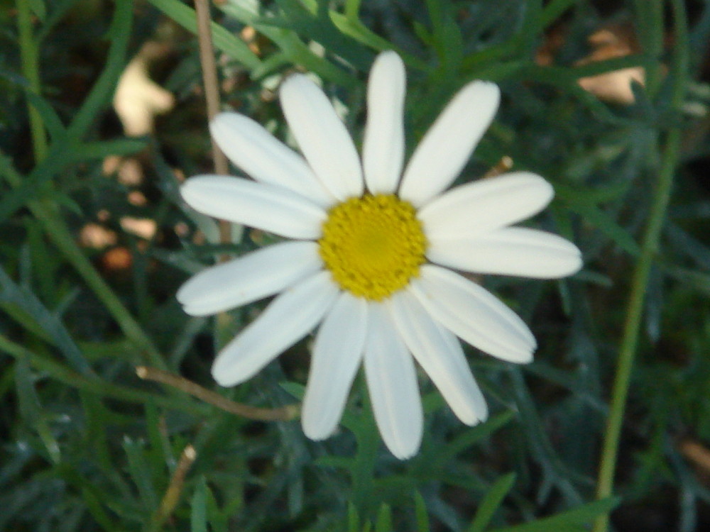 ma marguerite