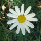 ma marguerite