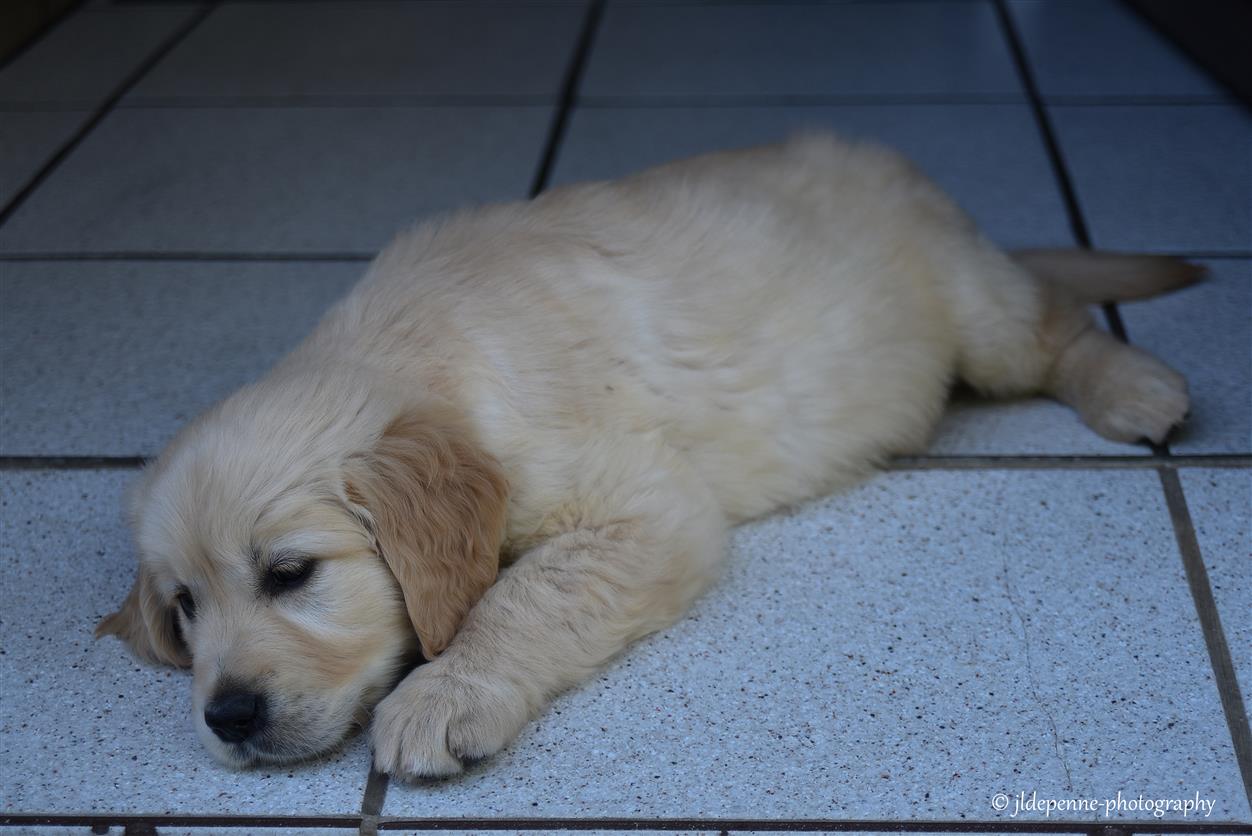 Ma nouvelle boule de poil photo et image animaux, animaux domestiques, chiens Images