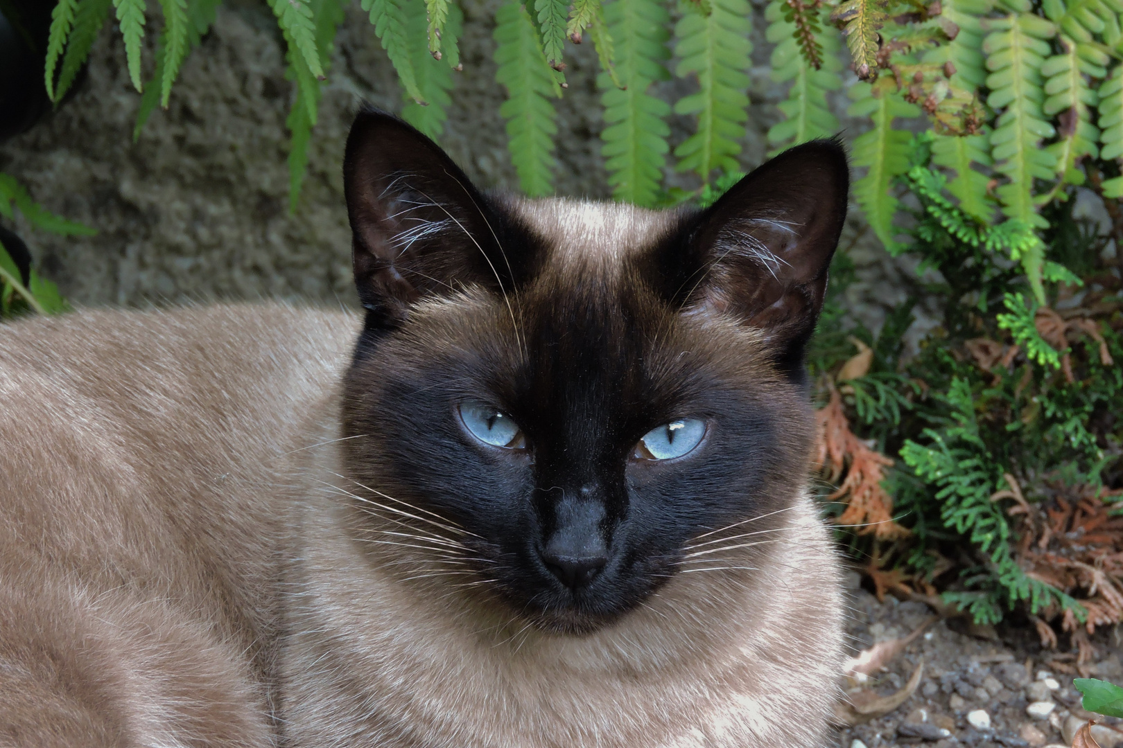 Ma petite chatte Féline