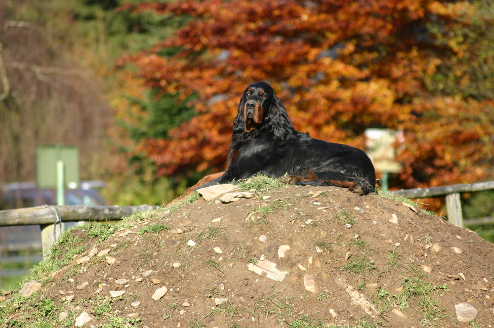 ma petite colline