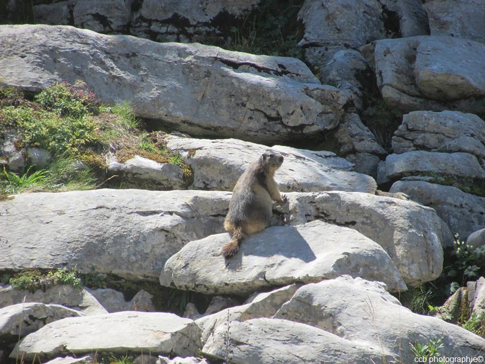 Ma petite marmotte, Bostan, massif du Mont Blanc