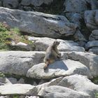 Ma petite marmotte, Bostan, massif du Mont Blanc