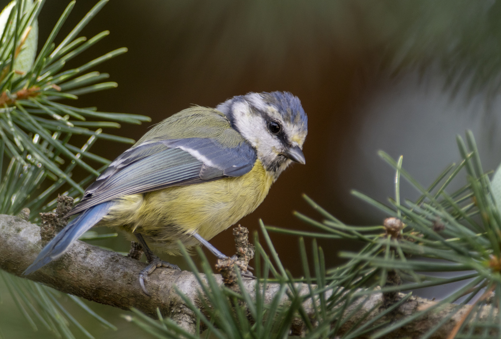 Ma petite visiteuse 2 (Cyanistes caeruleus, mésange bleue)