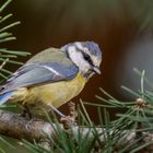 Ma petite visiteuse 2 (Cyanistes caeruleus, mésange bleue)