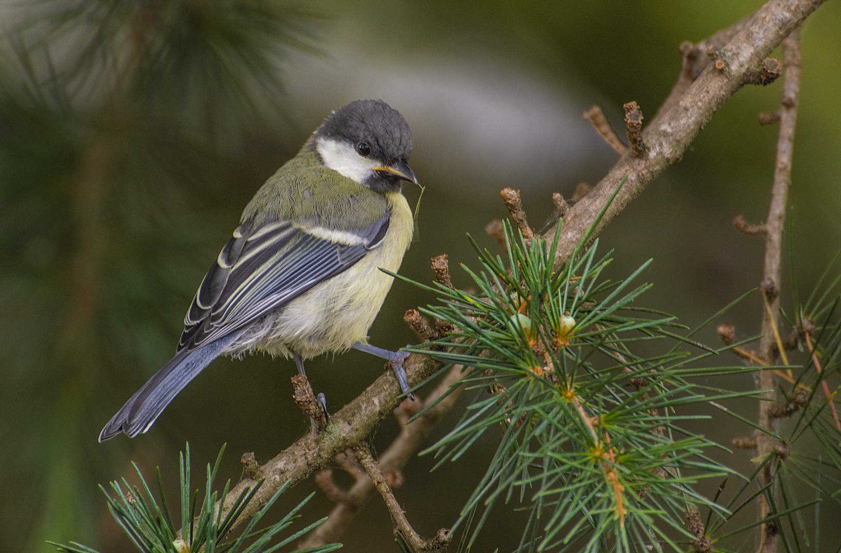 Ma petite visiteuse (Parus major, mésange charbonnière)