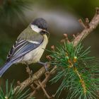 Ma petite visiteuse (Parus major, mésange charbonnière)