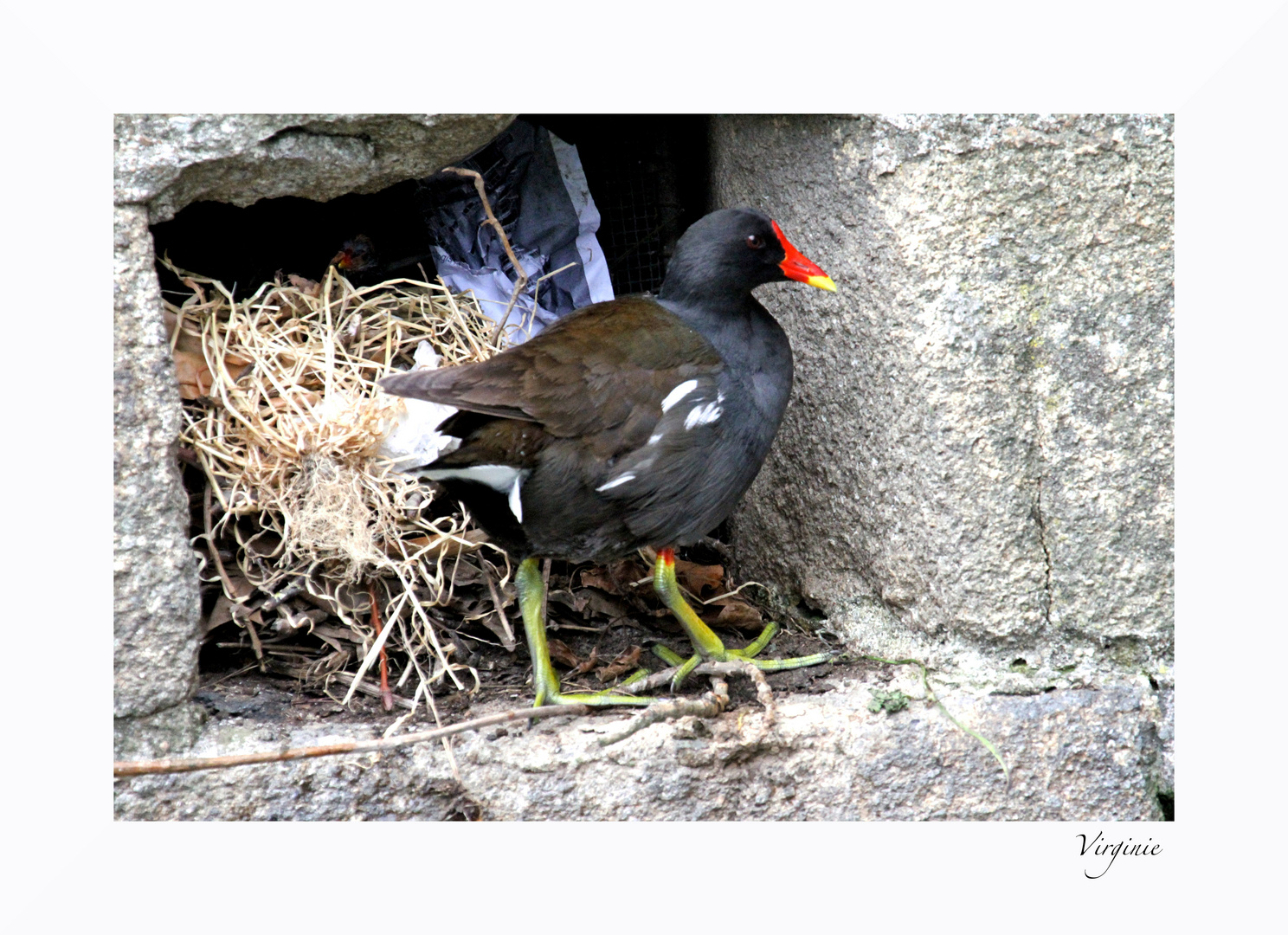 "Ma poupoule"