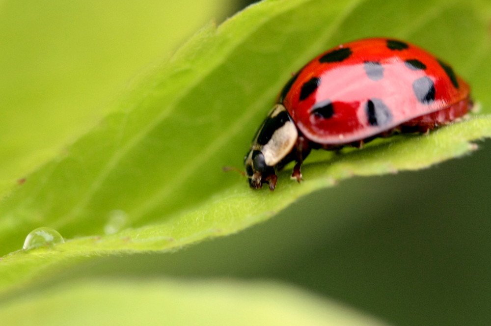 ma première coccinelle