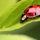 ma première coccinelle